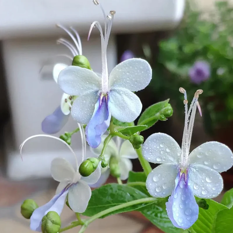 Blue Butterfly Flower Easy - Image 5