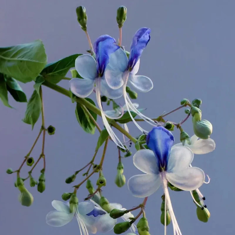 Blue Butterfly Flower Easy - Image 7
