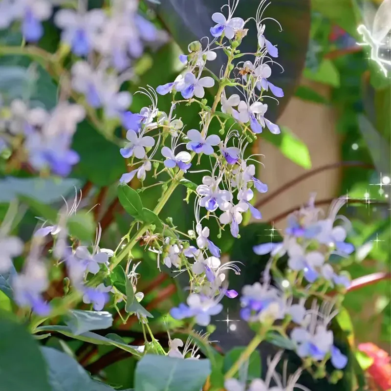 Blue Butterfly Flower Seeds - Image 3