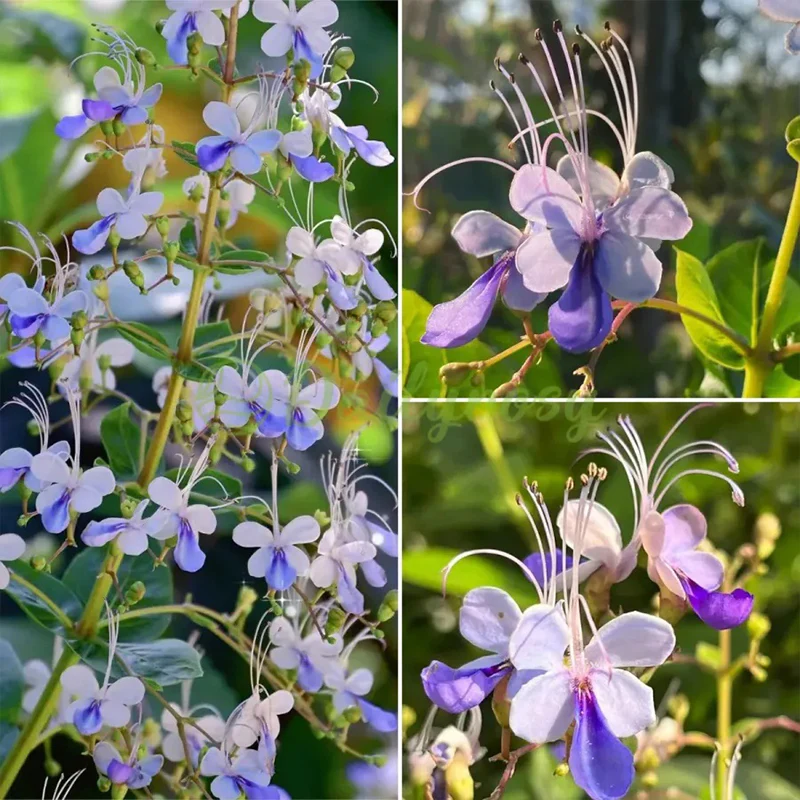 Blue Butterfly Flower Seeds - Image 6
