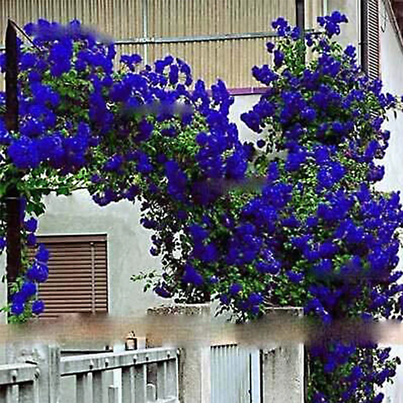 Blue Climbing Rose Flower Seeds