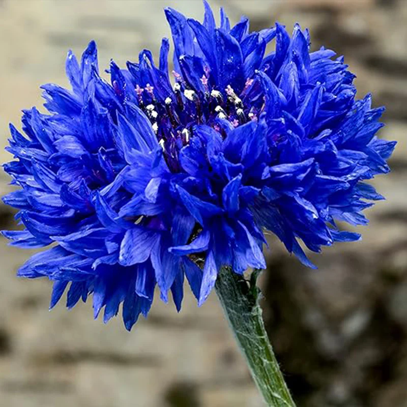 Blue Cornflower Seeds Bachelor’s Buttons Centaurea Cyanus Flower - Image 7