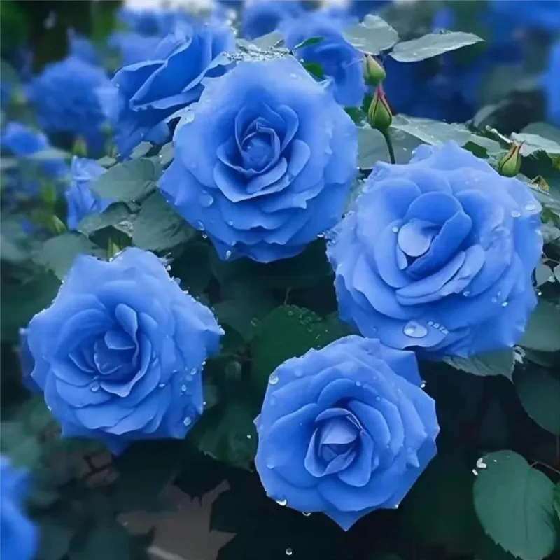 Blue Enchantress Roses - Rare - Image 2