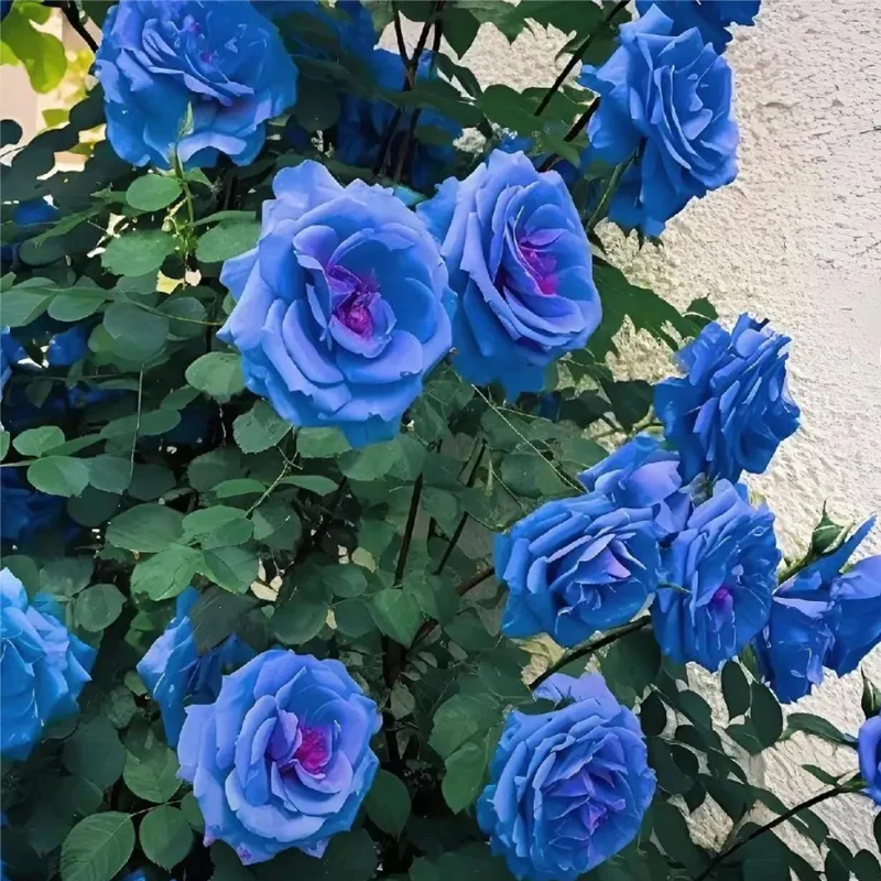 Blue Enchantress Roses - Rare - Image 3