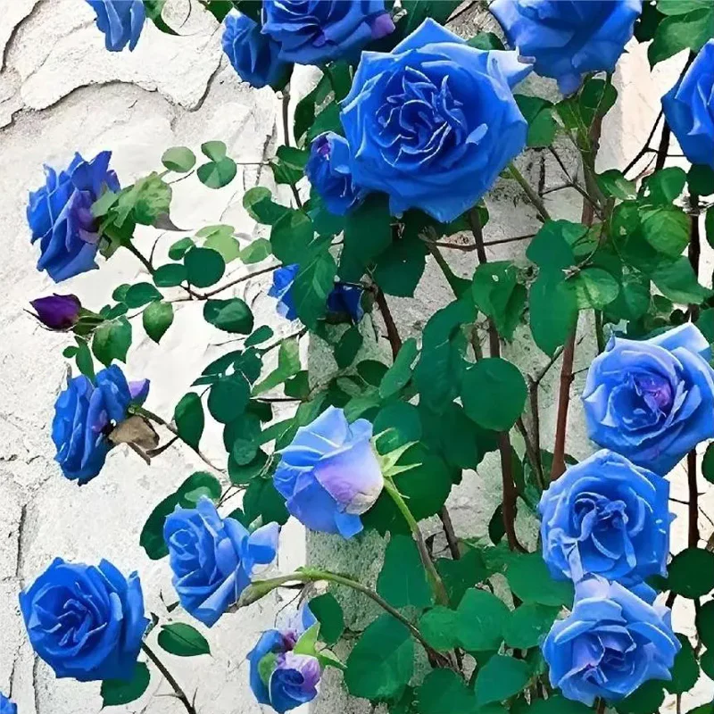 Blue Enchantress Roses - Rare - Image 5