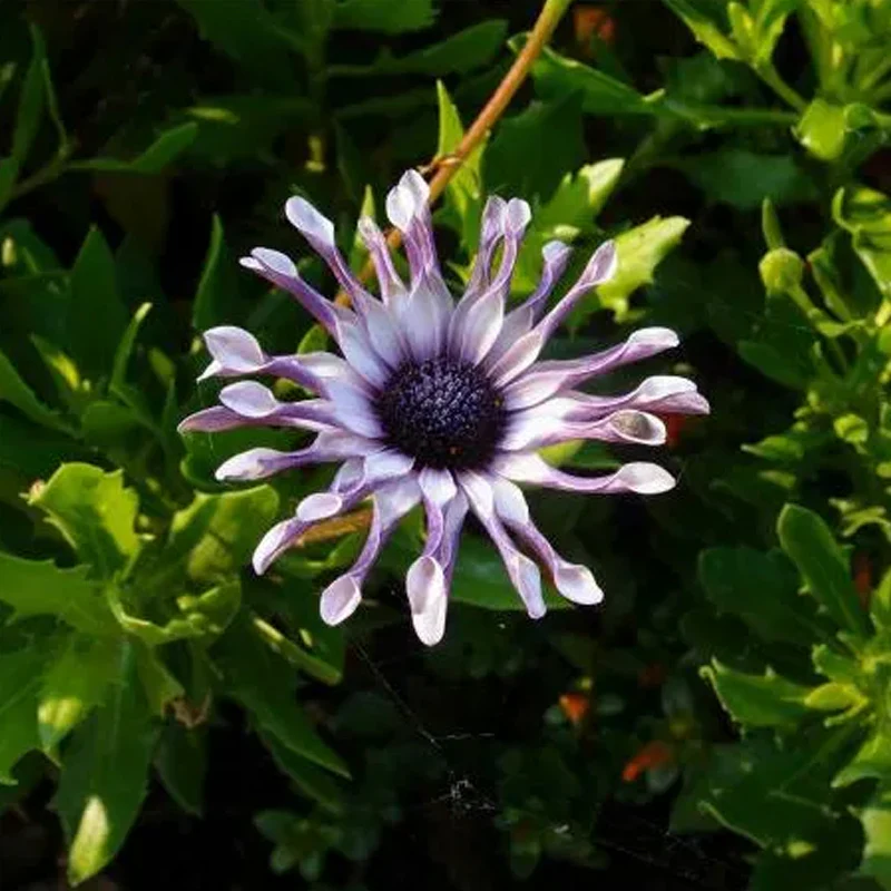Blue Eye Chrysanthemum - White Peony Long-lasting Blooms - Image 3
