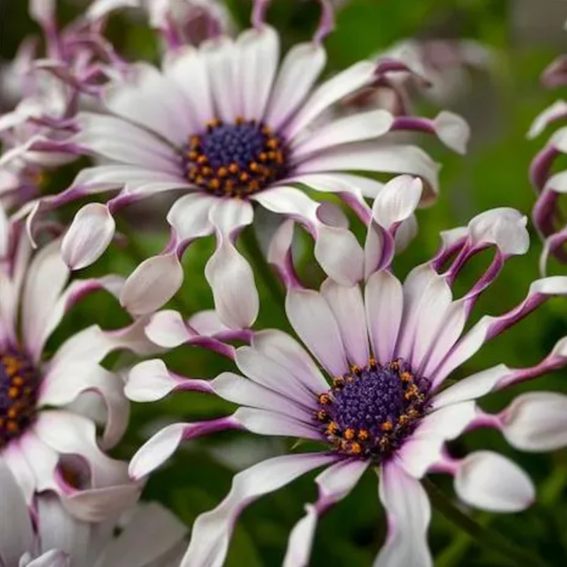 Blue Eye Chrysanthemum - White Peony Long-lasting Blooms - Image 4