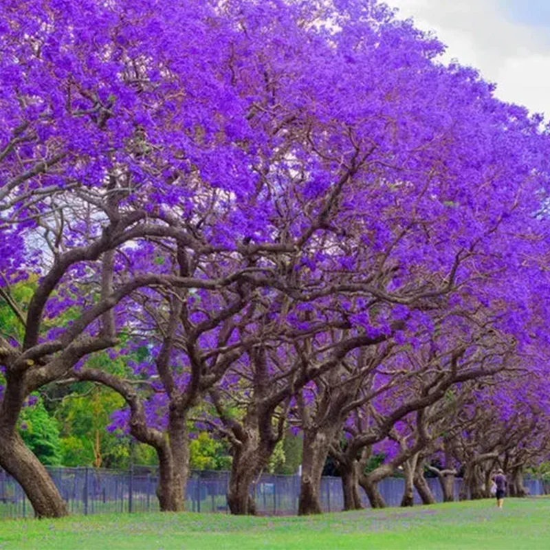 Blue Jacaranda Tree Seeds - Image 2