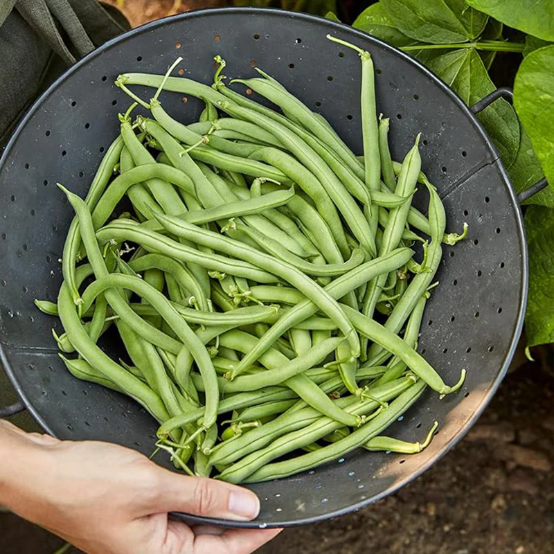 Blue Lake 274 Bush Bean Seeds - Image 3