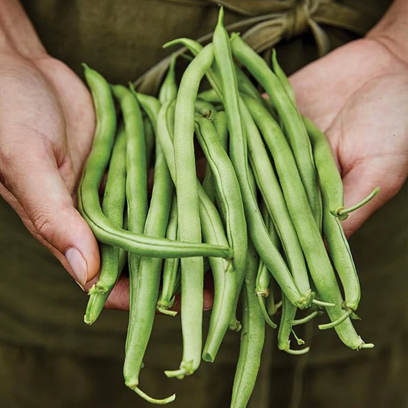 Blue Lake 274 Bush Bean Seeds - Image 4