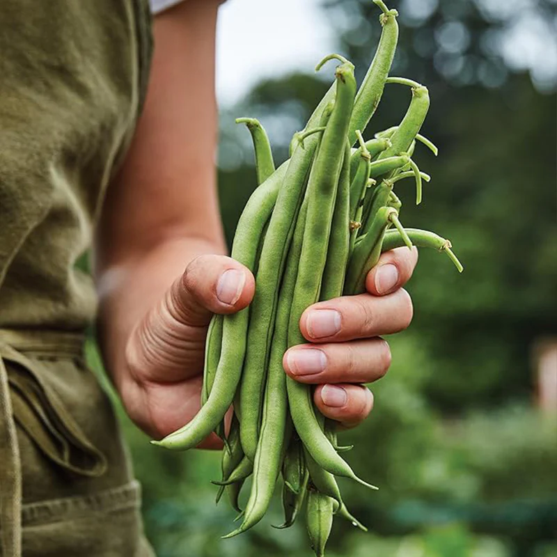 Blue Lake 274 Bush Bean Seeds - Image 5