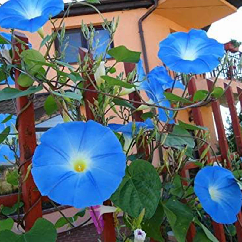Blue Morning Glory Climbing Vine Beautiful Flowering Vine