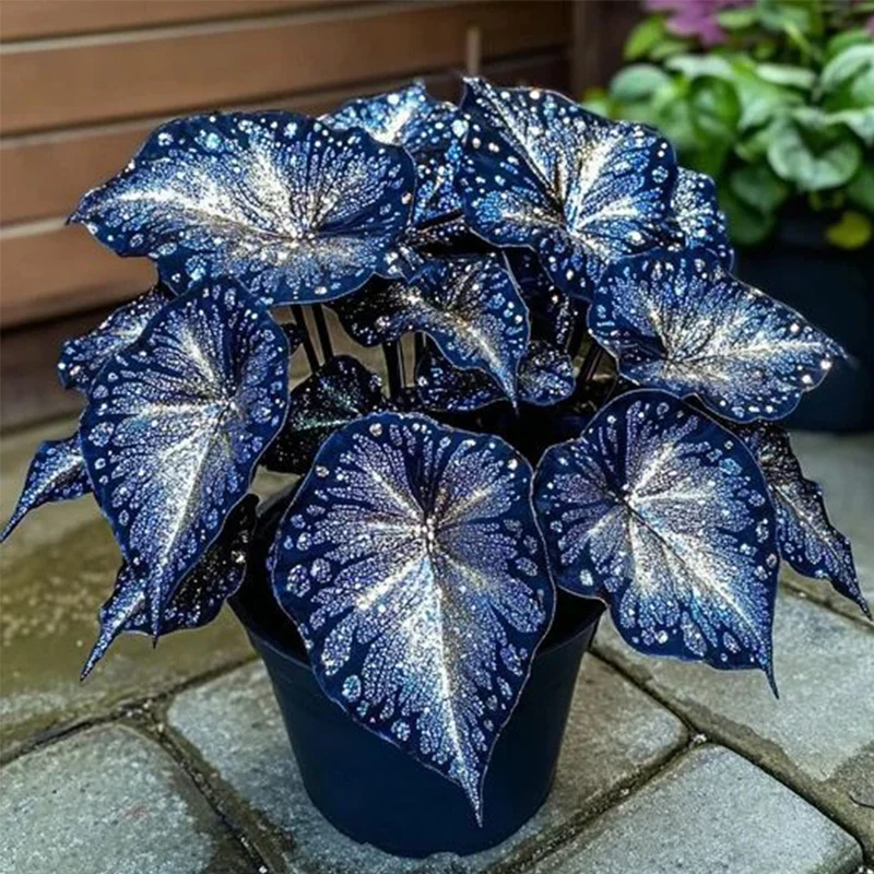 Blue Night Spark Begonia Seeds - Image 2