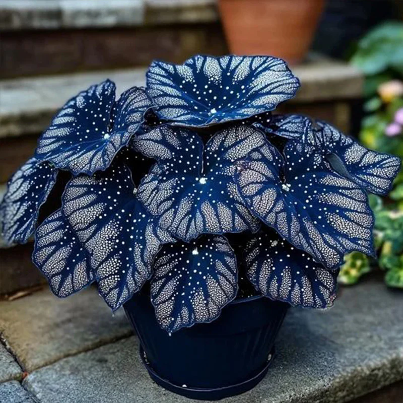 Blue Night Spark Begonia Seeds - Image 5