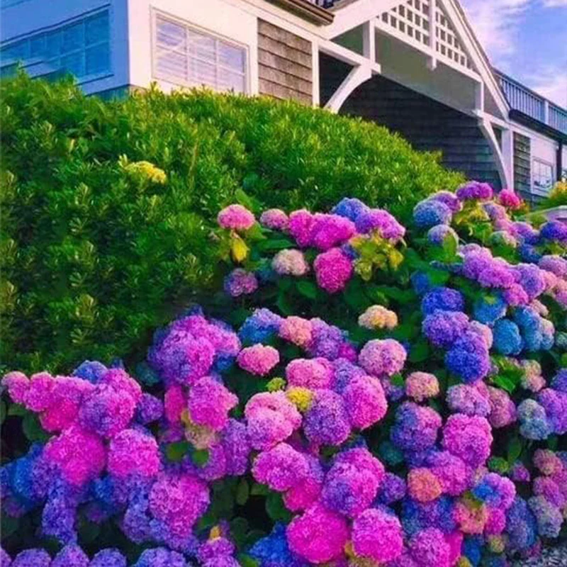 Blue Pink Purple Hydrangea Seeds Stunning and Resilient Perennial Flowers for Your Garden - Image 2