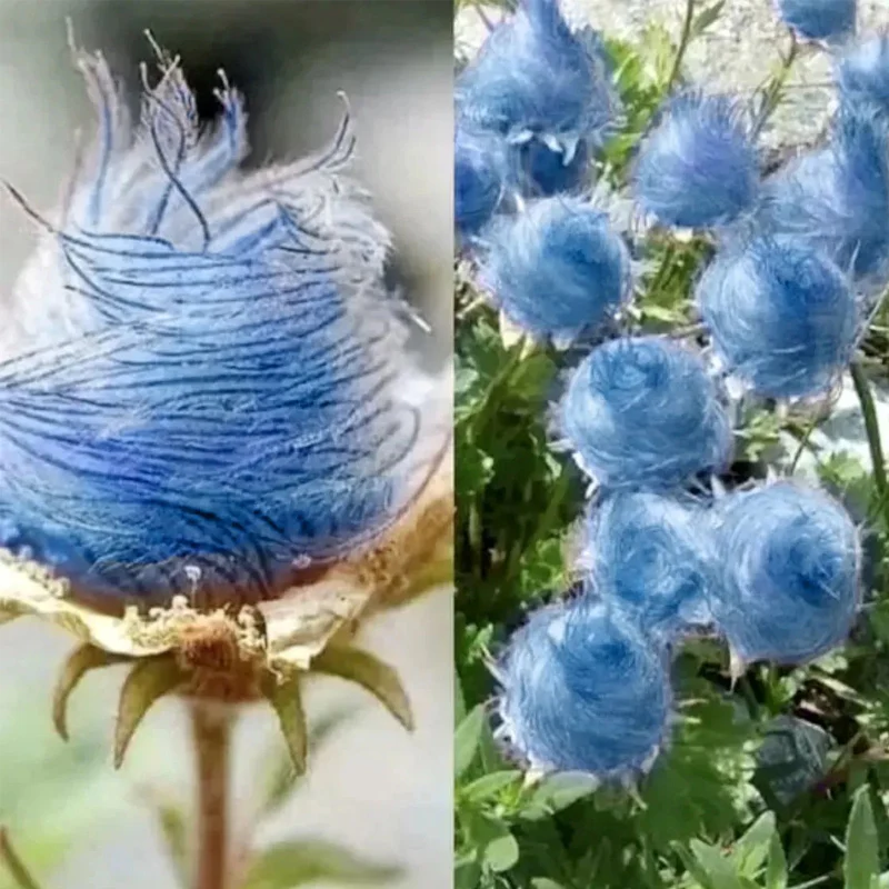 Blue Prairie Smoke Flower