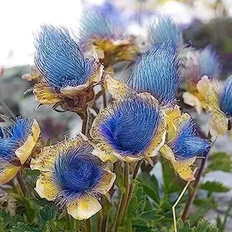 Blue Prairie Smoke Flower - Image 3