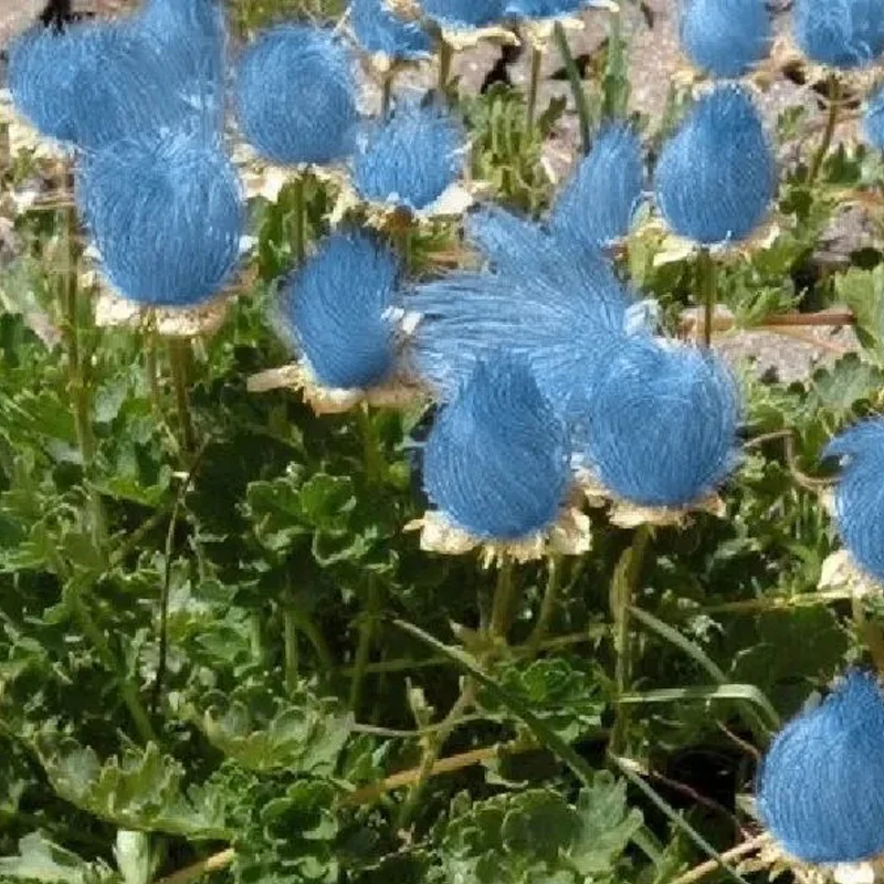Blue Prairie Smoke Flower - Image 6