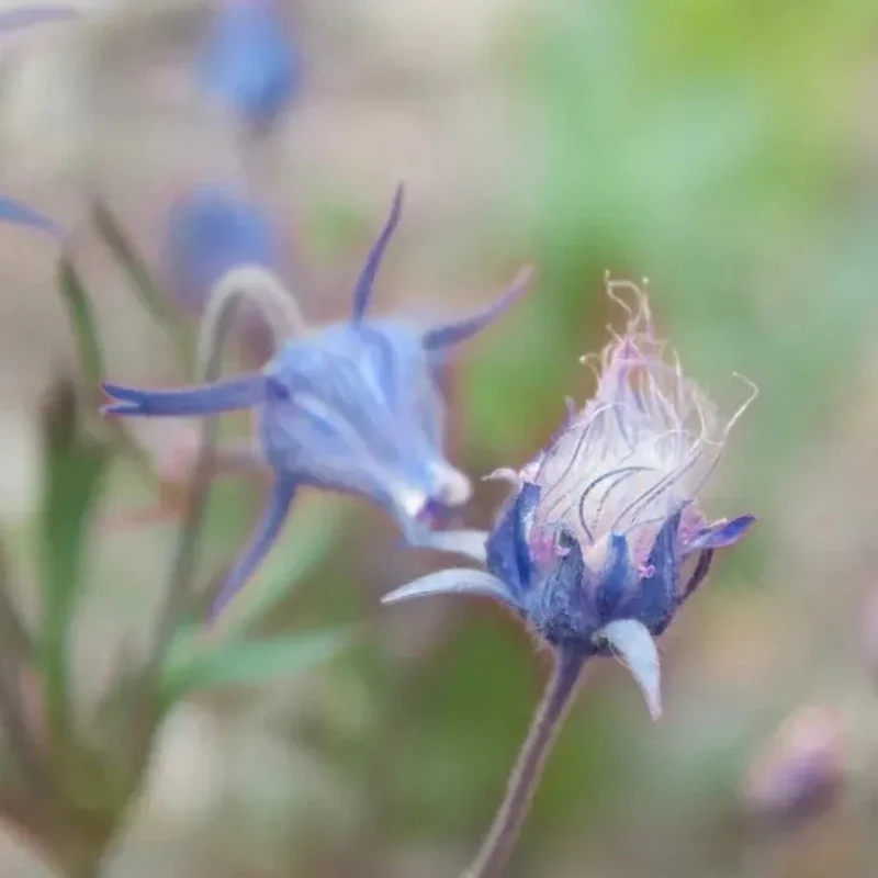 Blue Prairie Smoke Flower - Image 7