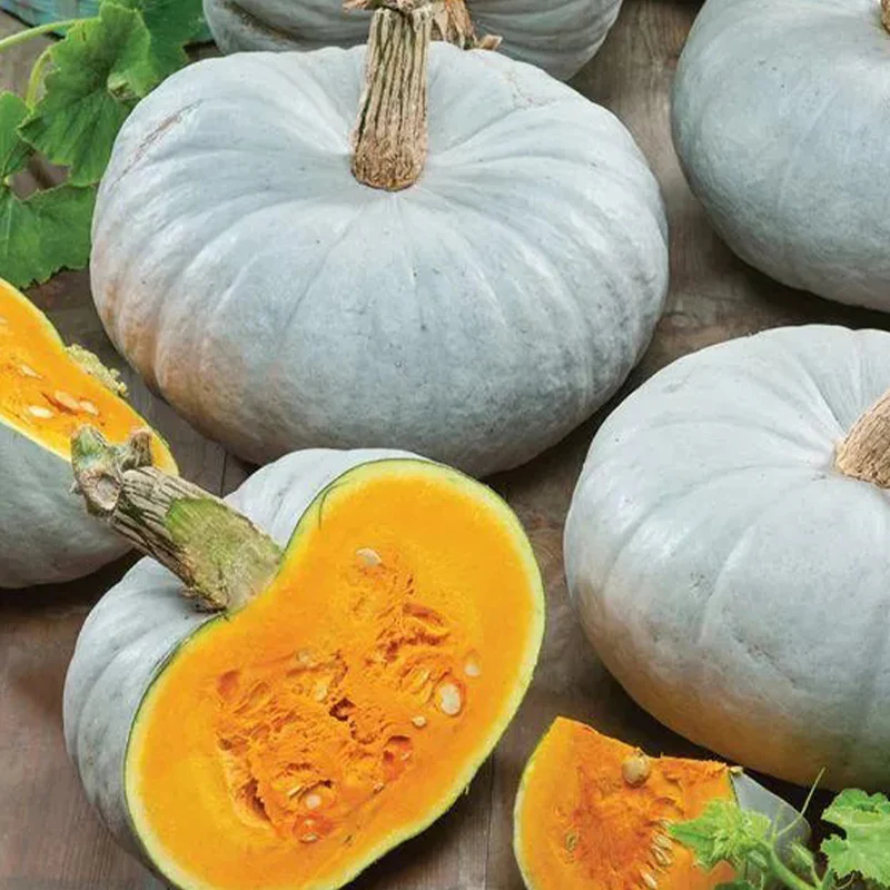 Blue Pumpkin Seeds - Image 3