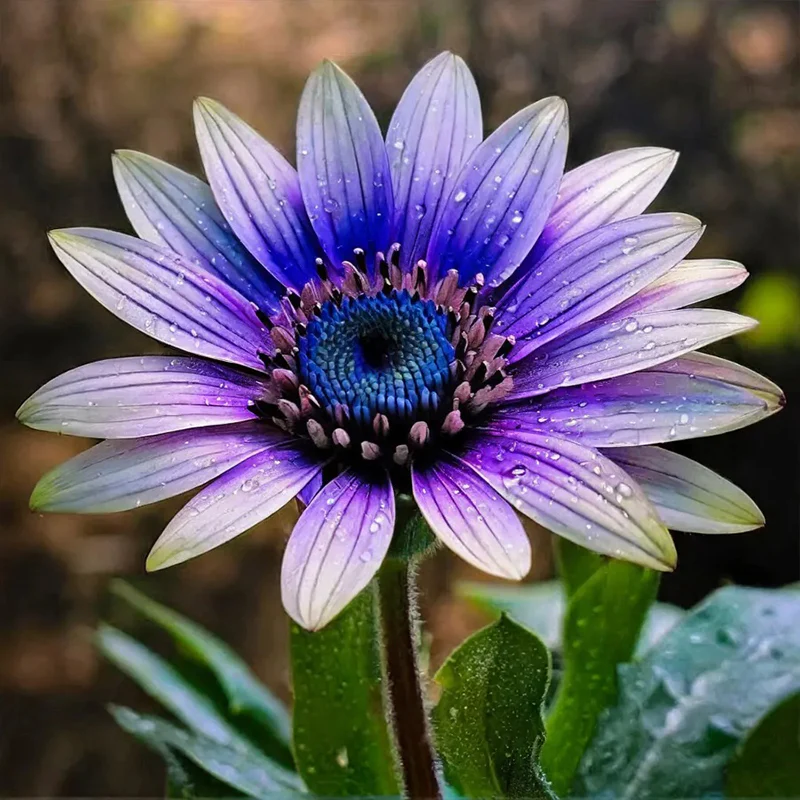 Blue to Purple Ombre Sunflower - Image 2