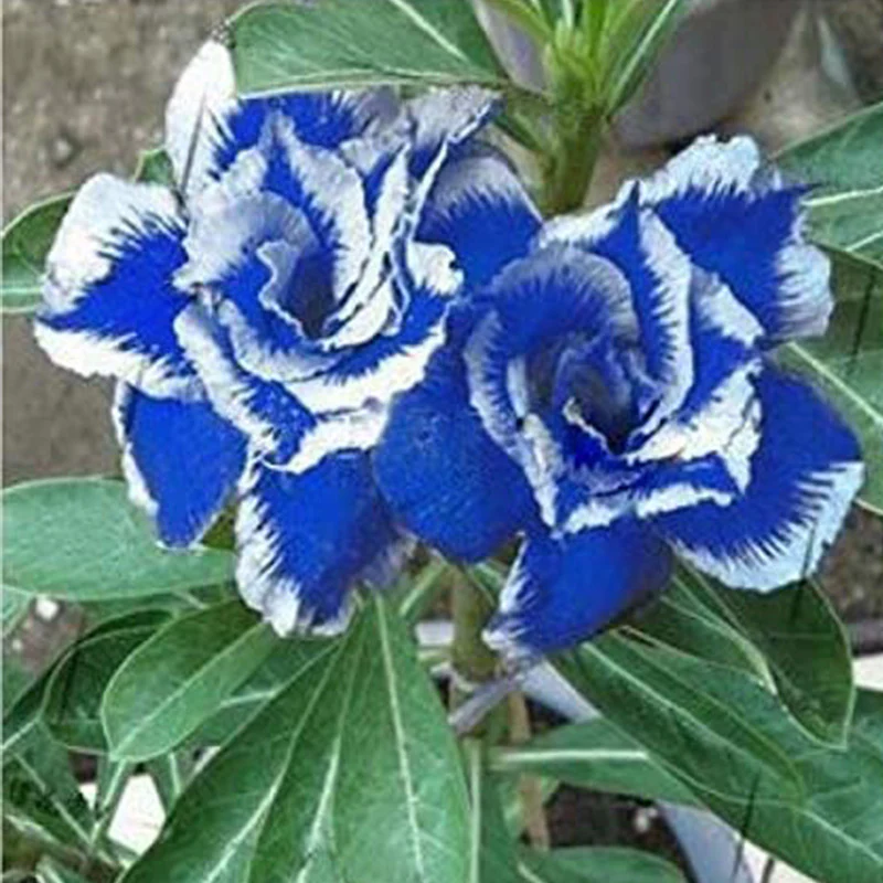 Blue White Desert Rose Adenium Flower Seeds - Image 2