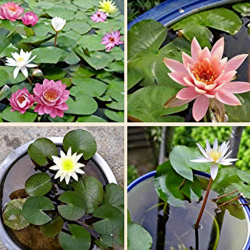 Mixed Bonsai Bowl Lotus Seeds - Image 3