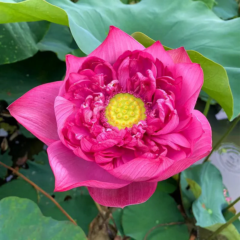 Bonsai Double Lotus Seeds-Pure Heart - Image 10
