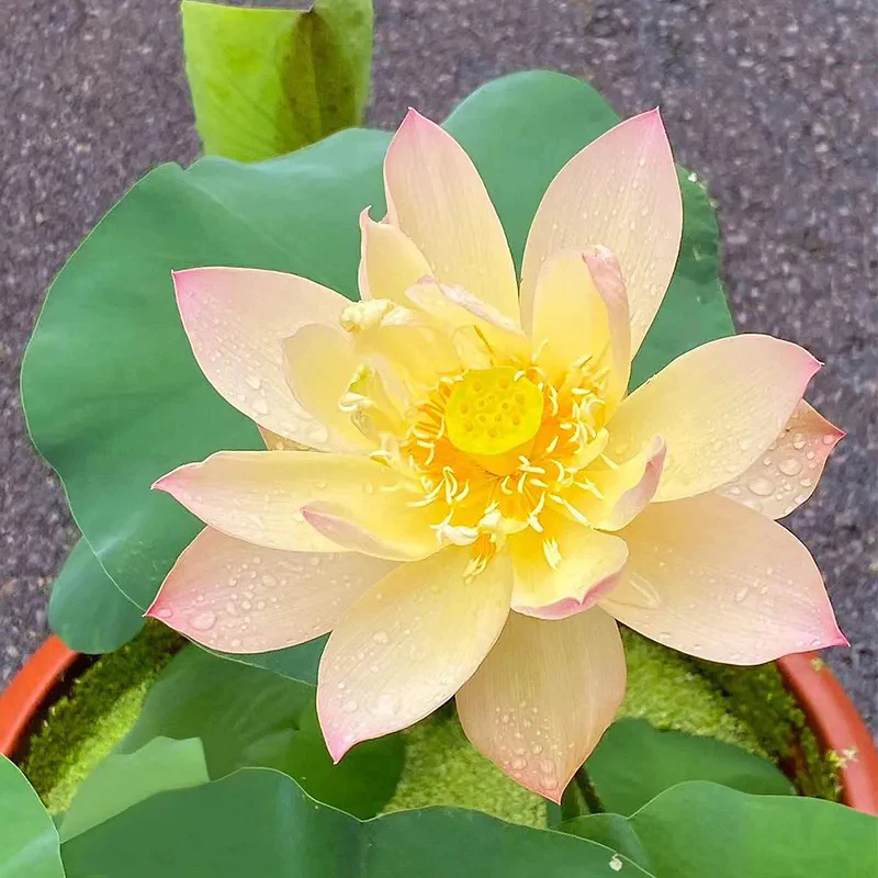 Bonsai Double Lotus Seeds-Pure Heart - Image 11