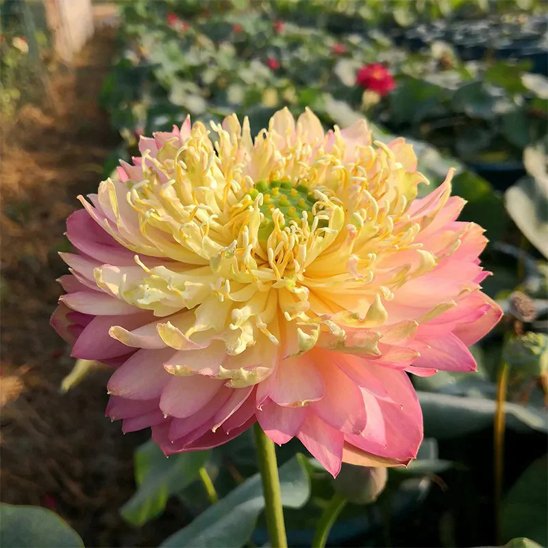 Bonsai Double Lotus Seeds-Pure Heart - Image 2