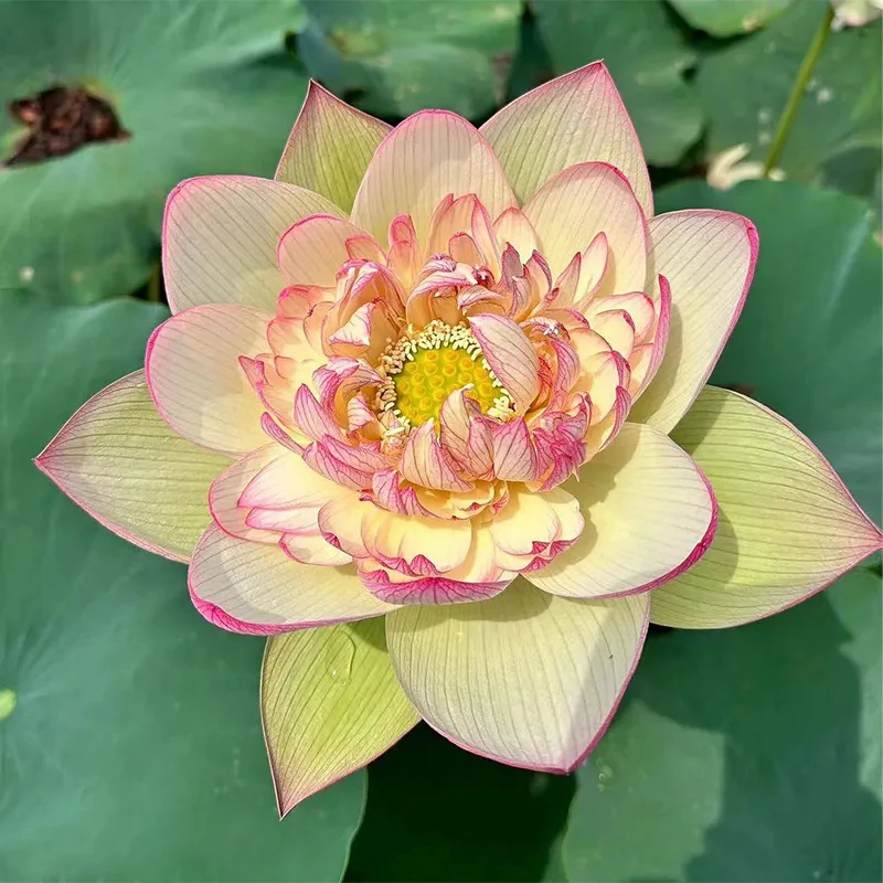 Bonsai Double Lotus Seeds-Pure Heart - Image 3