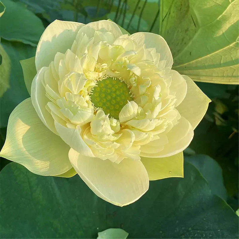 Bonsai Double Lotus Seeds-Pure Heart - Image 6