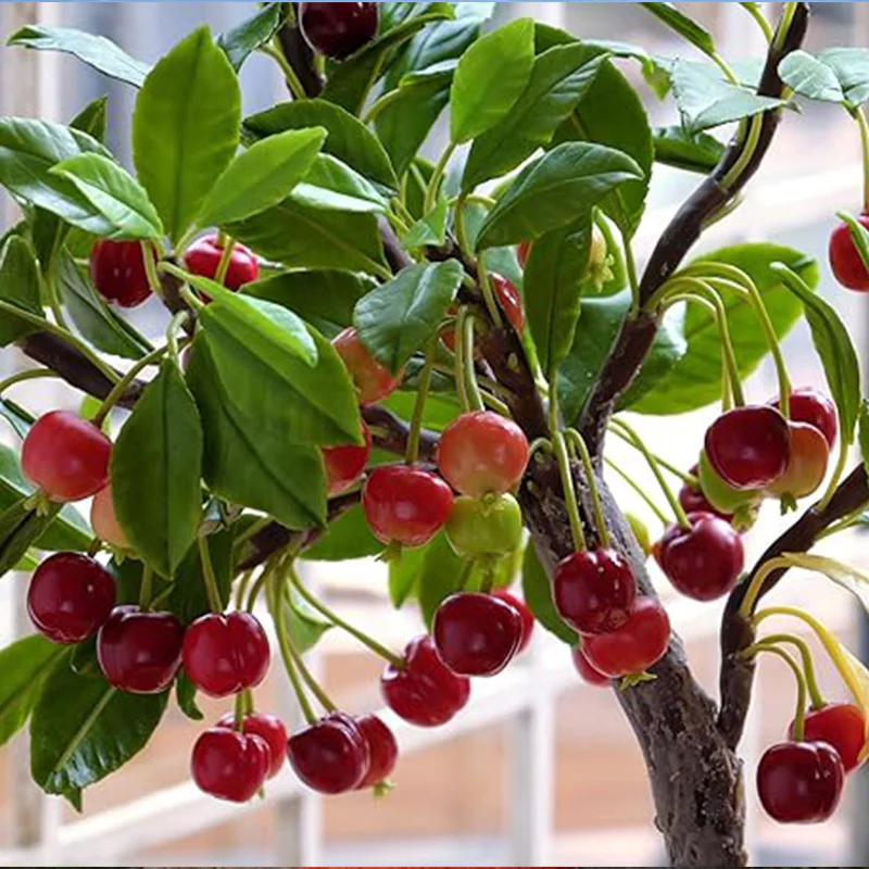 Bonsai Dwarf Cherry Tree Seeds Indoor or Outdoor Fruit Tree - Image 2