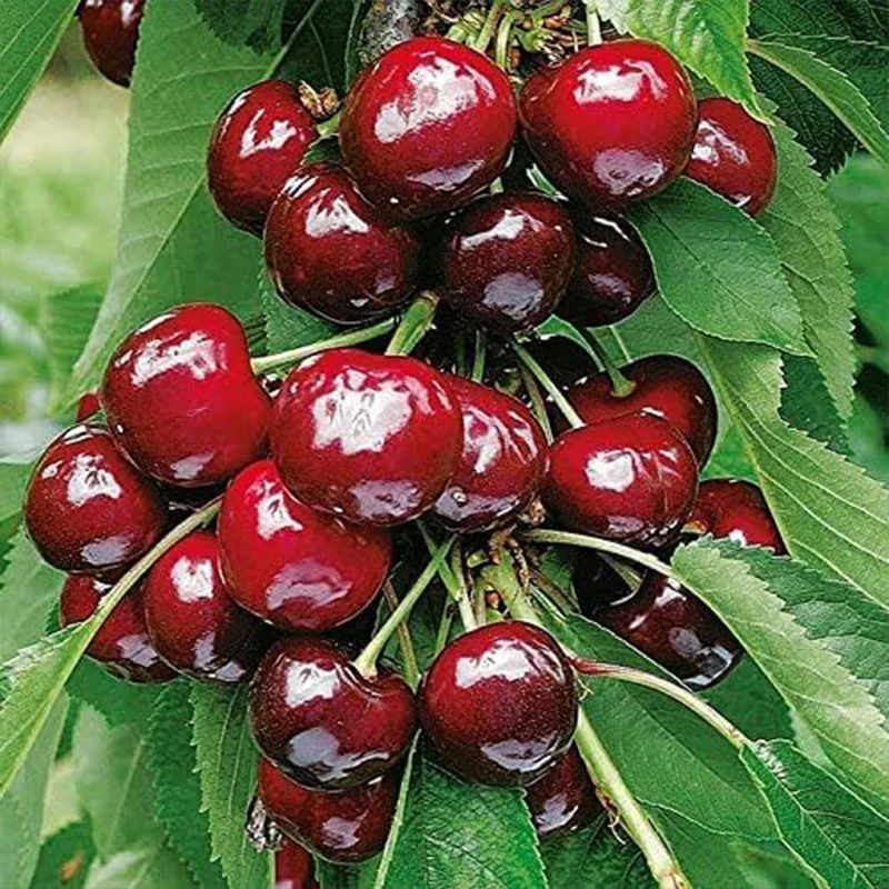 Bonsai Dwarf Cherry Tree Seeds Indoor or Outdoor Fruit Tree - Image 3