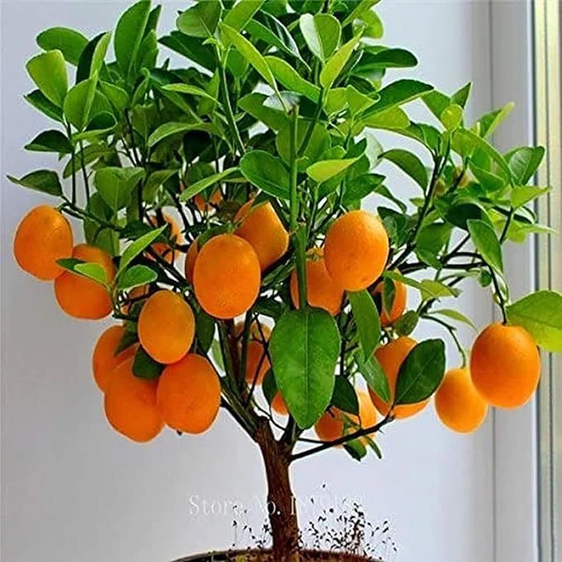 Bonsai Orange Tree Seeds Grow a Delicious Fruit Bearing Bonsai Tree - Image 3