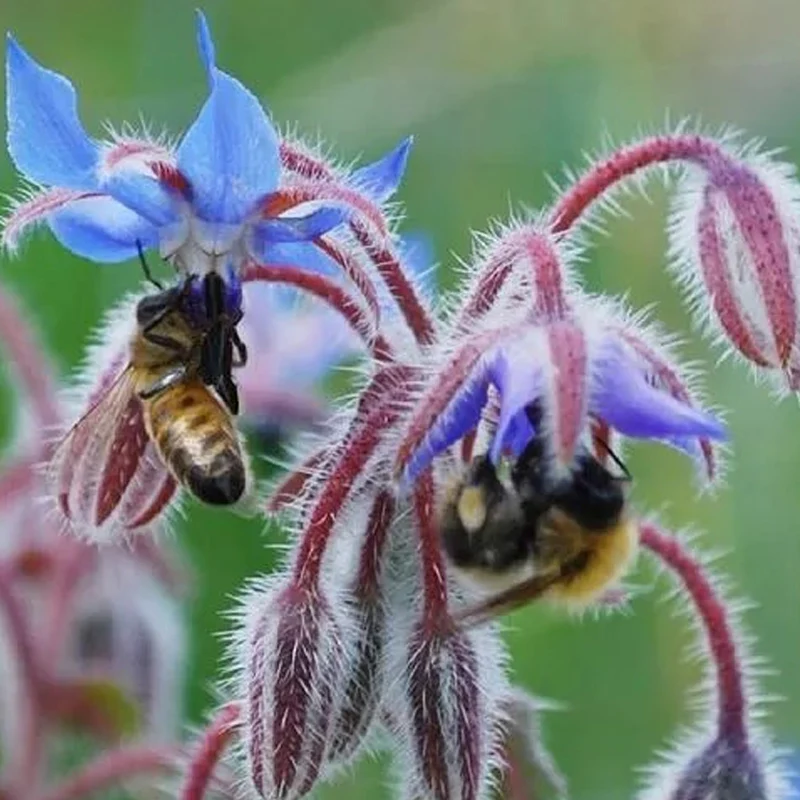 Borage Seeds - Image 2