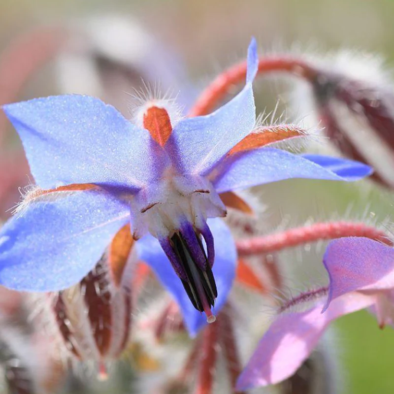 Borage Seeds - Image 3