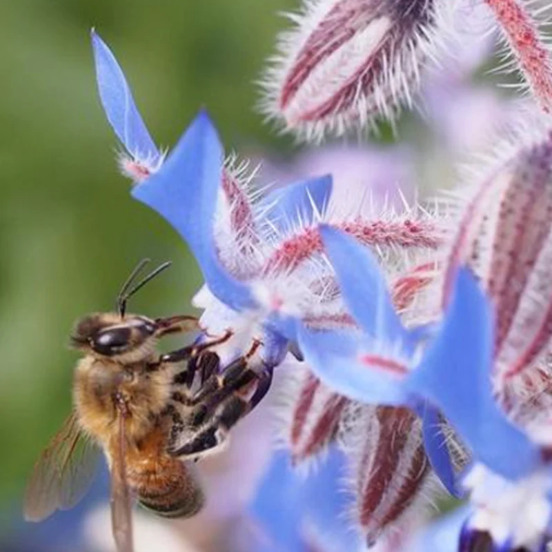 Borage Seeds - Image 4