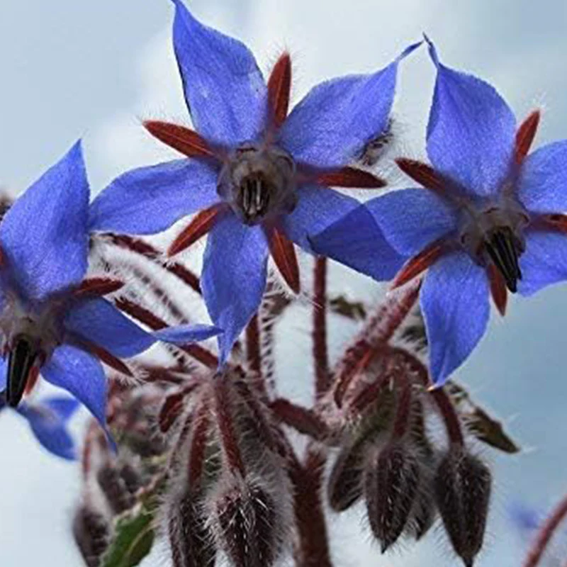 Borage Seeds - Starflower - Heirloom Non-GMO Herb Seeds for Planting an Herb Garden Borago Officinalis - Image 3