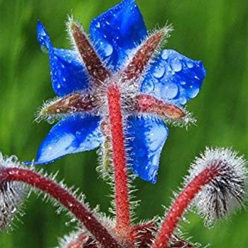 Borage Seeds - Starflower - Heirloom Non-GMO Herb Seeds for Planting an Herb Garden Borago Officinalis - Image 4