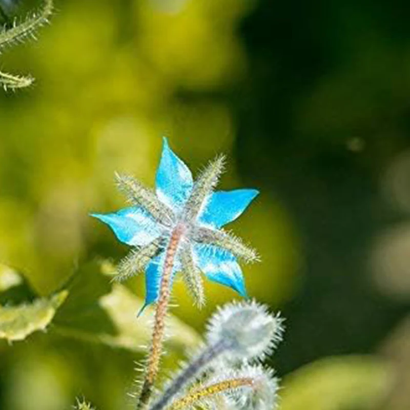 Borage Seeds - Starflower - Heirloom Non-GMO Herb Seeds for Planting an Herb Garden Borago Officinalis - Image 5