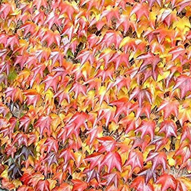 Boston Ivy Seeds - Image 2