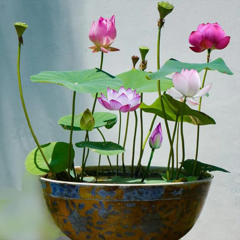 Bowl Lotus Seeds Bonsai Lotus Seeds for Planting Water Lily Flower Aquatic Plants Seeds - Image 2