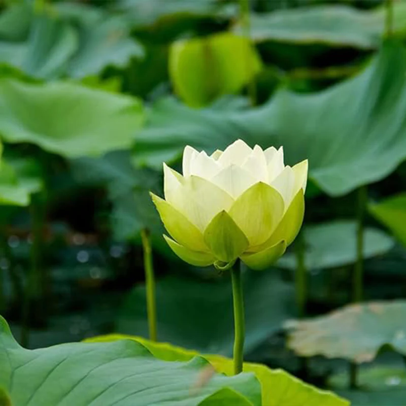Bowl Lotus Seeds Bonsai Lotus Seeds for Planting Water Lily Flower Aquatic Plants Seeds - Image 3