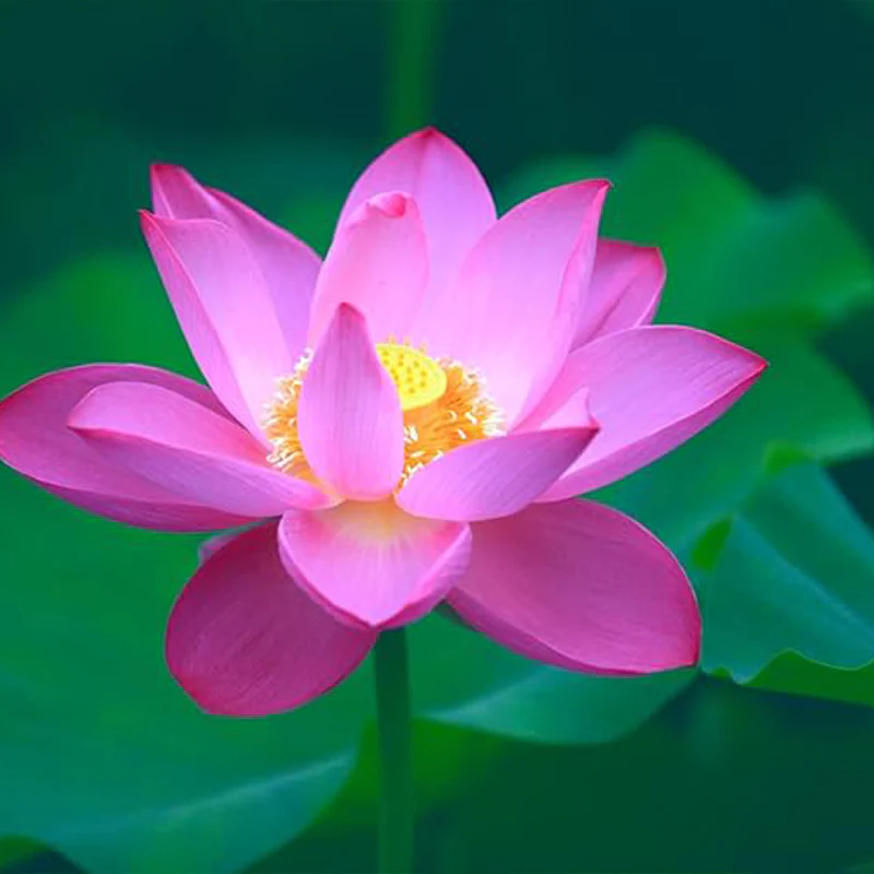 Bowl Lotus Seeds Bonsai Lotus Seeds for Planting Water Lily Flower Aquatic Plants Seeds - Image 4
