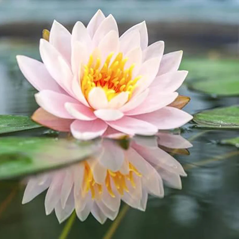Bowl Lotus Seeds Bonsai Lotus Seeds for Planting Water Lily Flower Aquatic Plants Seeds - Image 5