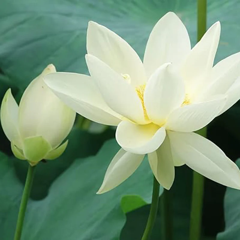 Bowl Lotus Seeds Bonsai Lotus Seeds for Planting Water Lily Flower Aquatic Plants Seeds - Image 6