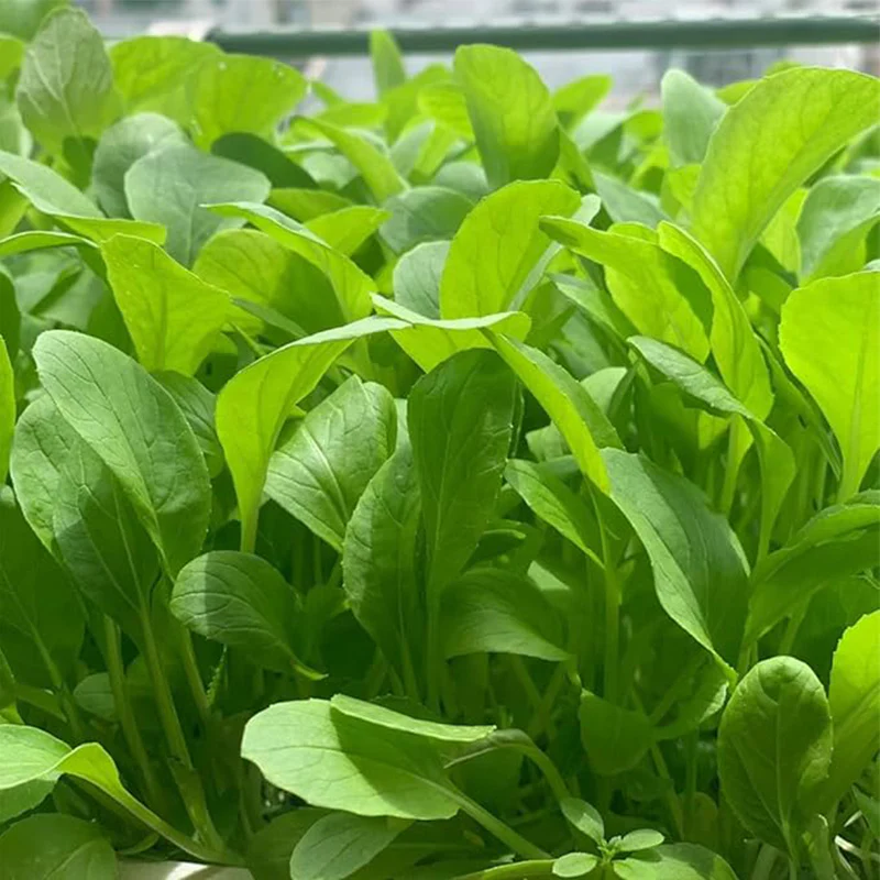 Brassica Rapa Chinensis Seeds, Pakchoi Seeds, Chinese White Cabbage, Vegetable Seeds for Planting