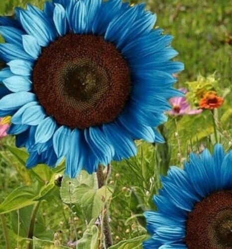 Bright Blue Sunflower Seeds - Image 2