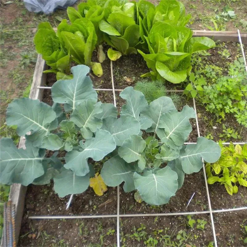 Broccoli Emerald Crown F1 - Image 2